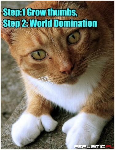 Please Welcome Your New Kitteh Overlord