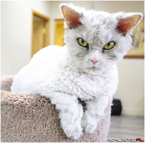 Pompous Albert is Pretty Mad at You