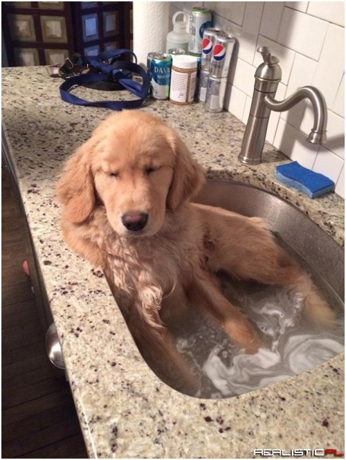 Puppy Spa Time Is Relaxing
