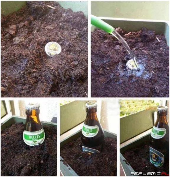 Rośnie jak na drożdżach ;)