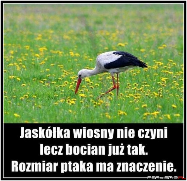 Rozmiar ptaka ma znaczenie ;)