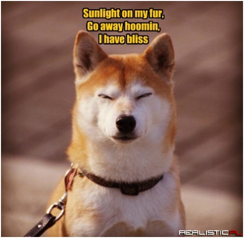 Serene Shiba Inu Has No Need For Us