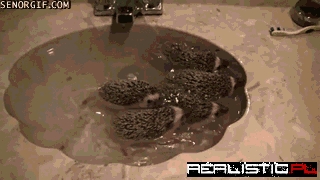 Sinks Make Excellent Hedgehog Pools