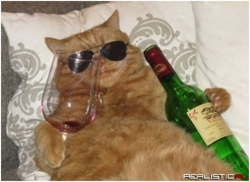 Some Cats Just Know How to Chill