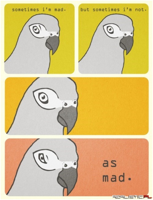 The Duality of Birds