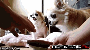 These Dogs Like Sweet Potatoes