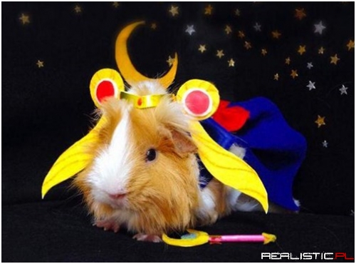 These Guinea Pigs are Better Cosplayers Than You