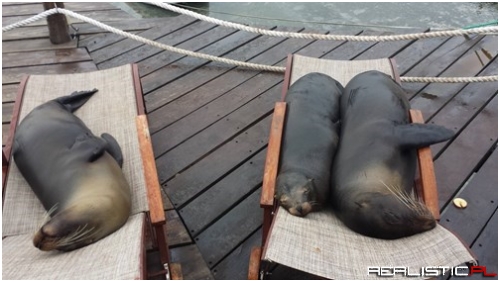 Too Cute and Comfy To Care