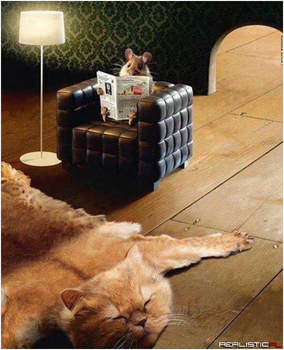 Tymczasem w mysiej dziurze...