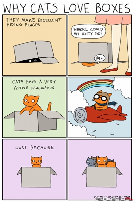 Why Cats Love Boxes