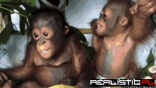 Baby Monkeys Are Cuter Than Baby Humans