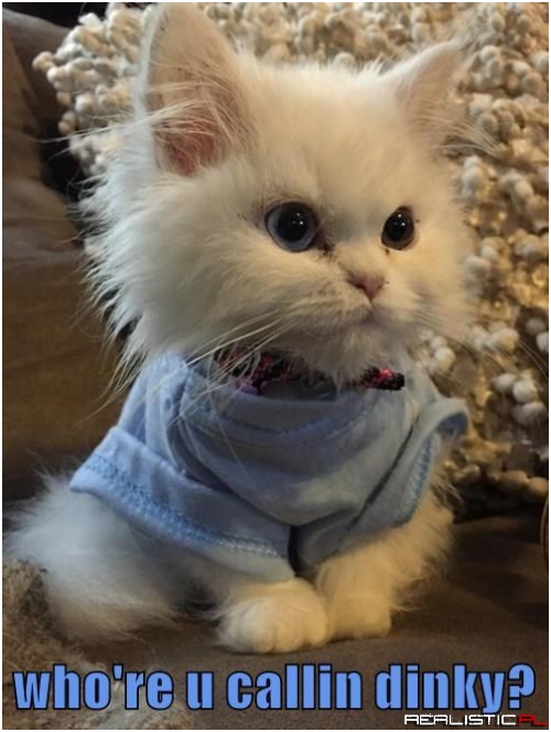 Bout to Go Dinky in Your Shoe