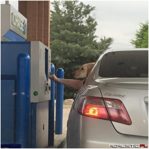 Drive-Thru Bone Pickup