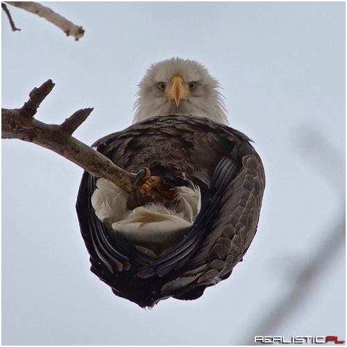 Freedom Looks Down on You...