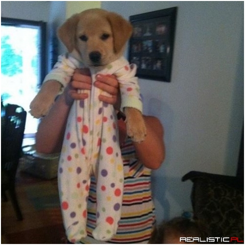 Here's a Puppy in a Onesie for Your Monday