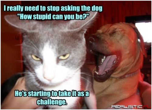 Hey Cat, Do You Know Who the Good Boy Is