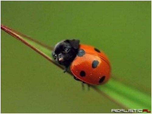Ladypug