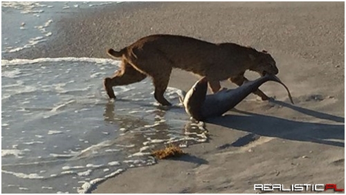 Photo of the Day Bobcat Catches Shark on Beach in Florida