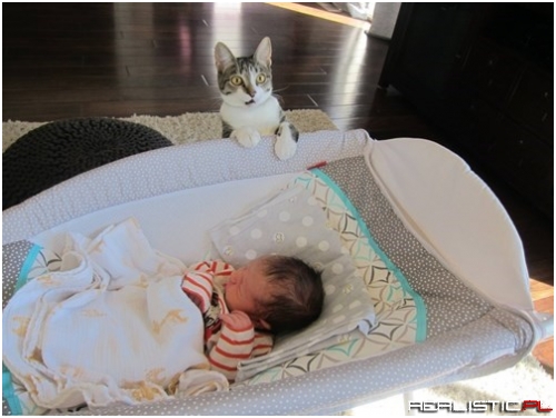 Roxy the Cat is Skeptical About Her Humans' Baby