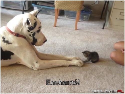 The Start of a Beautiful Frenemyship