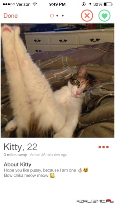 This Cat Is Looking for Love