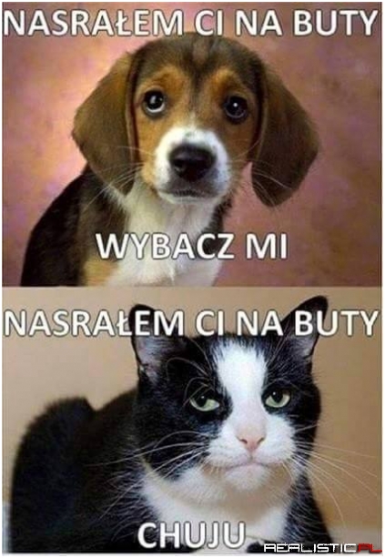 Za to lubie koty ;)