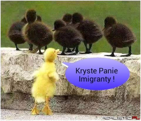 Kryste Panie Imigranty xD