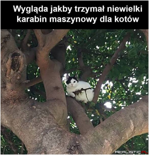 Co ten kotek robi?