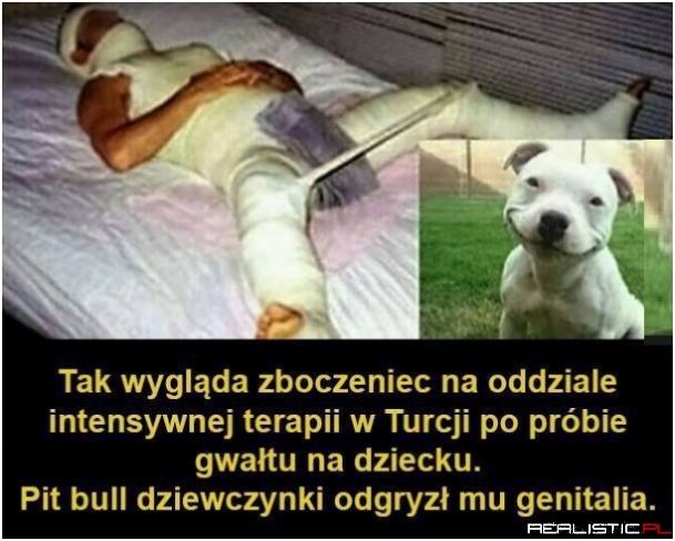 Dobry piesek