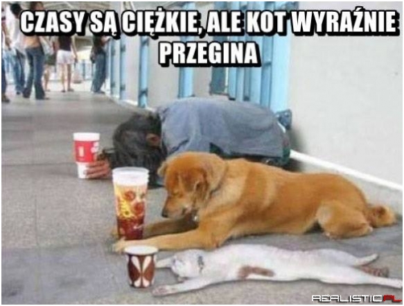Kota poniosło ;)