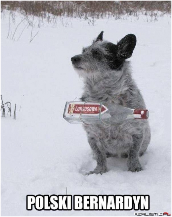 Polski Bernardyn ;)