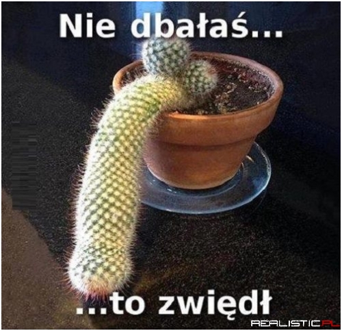Biedny kaktus