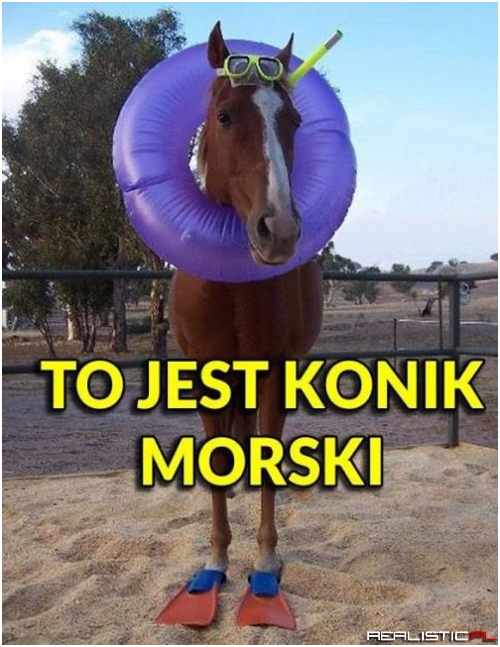 Konik morski