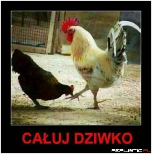 Upokorzenie dla kury