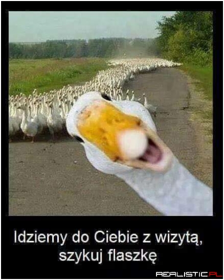 Goście idą!
