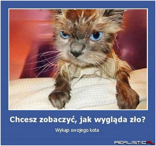 Zły kotełek