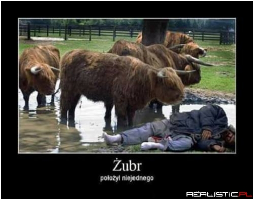 Chyba krowa xD