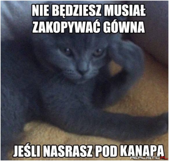 Kocia logika ;)