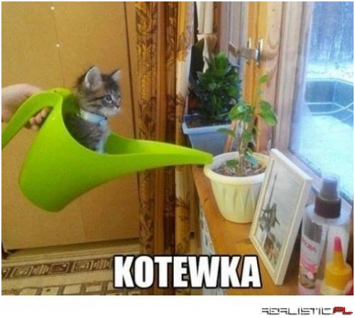 Kotewka
