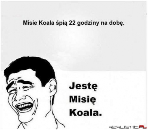 Miś koala