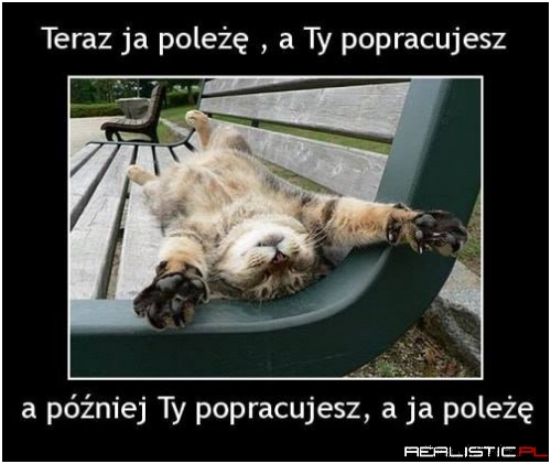 Koty tak mają ;)