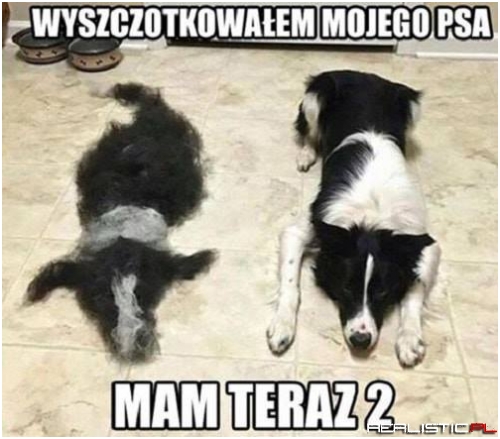 Dwa psy ;)