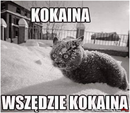 Koteł xD