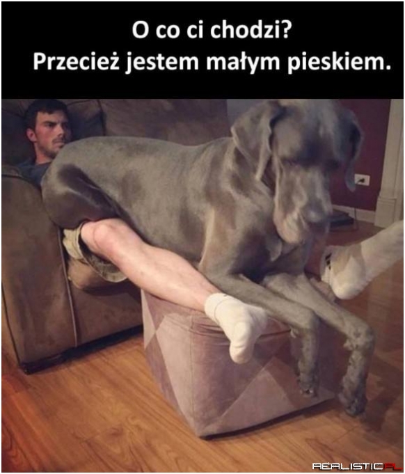 Piękne bydle