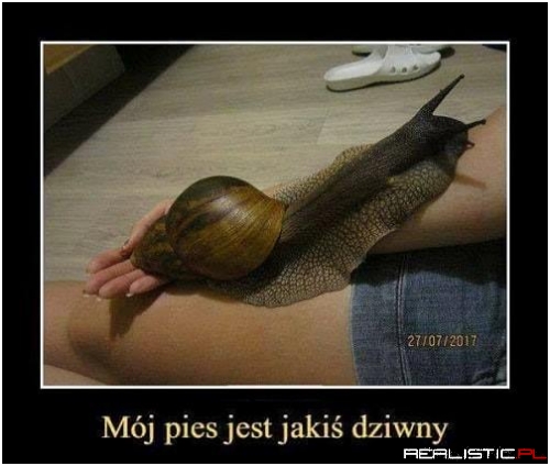 Rzucasz mu patyk i masz tydzień spokoju
