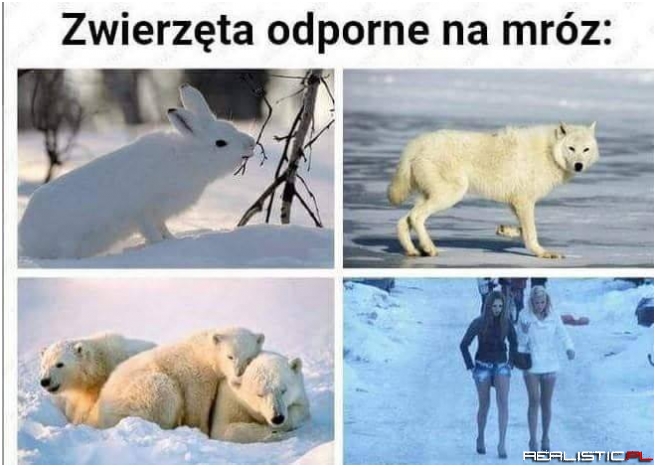 Ssaki leśne xD