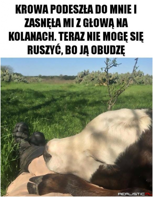 Bliskie spotkanie z krową