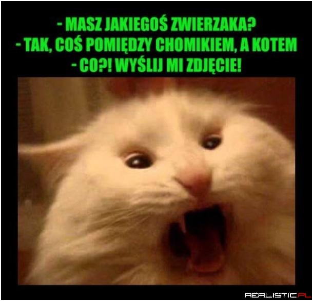 Fajny zwierzak