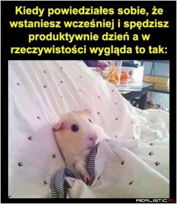 Lenistwo...