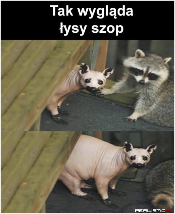 Łysy szop